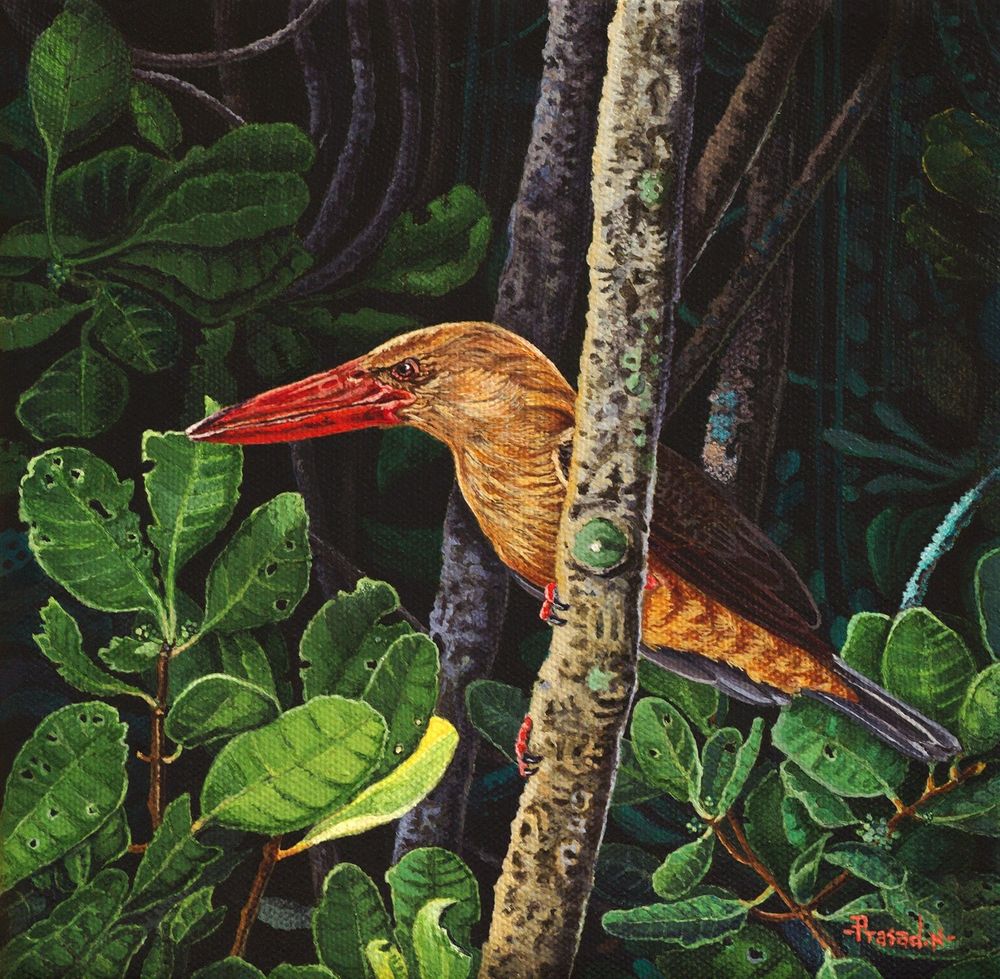 Brown-winged Kingfisher (Pelargopsis amauroptera) a warm brown bird with bright red bill perched on branch from the Mangroves of Sundarbans, West Bengal, India. We celebrate World Wetlands Day on February 2nd, 2025; here is a jewel from one of India’s most diverse wetlands. 

Title: Penance_10
Brown-winged Kingfisher (Pelargopsis amauroptera)
Acrylic on Canvas
Size:8x8 inches
Location: Sundarbans, West Bengal, India
Duration: 66 Hours
April 1st, 2019
Reference: Own Reference
Sold, Private Collector

During one of my birdwatching trips to eastern of India, stumbled upon this jewel. I was most captivated by their habitat; the groves were so densely vegetated, visibility was minimal. However, so many species not only survive but thrive in such tough conditions. Fishing cat is one of them, nocturnal and shy. For this kingfisher, though their bill and frontal body parts are a big giveaway, they shine like a lamp in the thick dark habitat. 

Here seen sitting in the branch early morning waiting for his next snack, shadows created by the canopy create enough shade for the school of fishes to gather. This provides ample opportunity for the King to hunt. Though early morning, the light was not enough to get my focus right. Had to use one of my torches to light the bird, which enabled my camera to focus, hence the two sources of light on the subject. Done my possible best to depict this magical habitat!