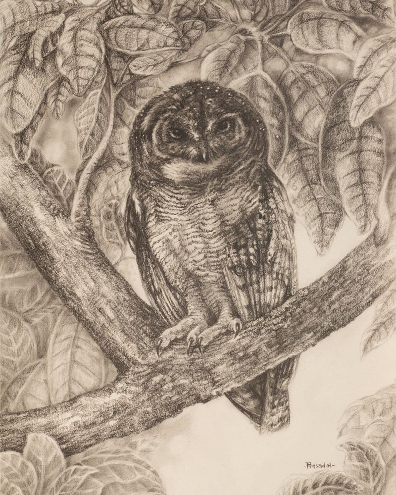 Mottled wood owl (Strix ocellata) perched on "Y" shaped tree branch with lots of leave and foliage. Bird is depicted in black and white with charcoal on paper. 
Another charcoal study work for the Owls of India book project! Mottled wood owl(Strix ocellata)! 
Mottled wood owl(Strix ocellata) from Bangalore, Karnataka, India

There was a sighting of them in a Botanical garden inside Bangalore, I missed that chance dearly, because of personal reasons in 2016/2018. Search for this owl took me to the jungles of Western and Central India however, they eluded me for many years. Most photographers, who were not interested in birds, saw them during their break time from watching the striped cat or the stripe-less cat. (Namely Panthera tigris and Panthera leo persica)

After searching for few years to get a proper glimpse of them, few months back. I got to spend ample time with this owl on the outskirts of Bangalore.

What more, got to watch two juveniles and an adult during the day. Words can’t express my excitement, glad to have seen them in Bangalore. Hoping the young ones made it to their first year safely!

Had stopped working with charcoal for years, picked them up for one of my recent online workshop. What was a study for a painting developed into a therapy of sorts. Enjoyed working on the foliage, which took me more time than the bird itself. Working with charcoal after many years, it was challenging in the beginning however in couple of days I got test its pros and cons. Working from free hand sketches rather than tracing from photographs was also an exceptional learning experience.

Title: Mottled wood owl study!
Mottled wood owl(Strix ocellata)
Medium: Charcoal on paper
11×15 inches,180GSM
Duration: 42 hours
Location: Bangalore, Karnataka, India
Reference: Own Image
April-May 2021