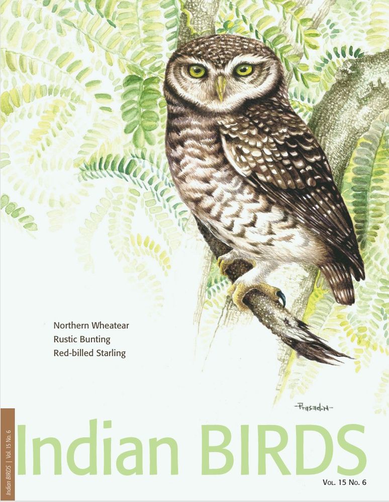 Spotted Owlet published on Indian Birds Cover Indian Birds is a forefront book on Indian ornithology.
Link to the online edition: https://indianbirds.in/pdfs/IB_15_6_Final_Highres.pdf?fbclid

Spotted Owlet a bird perched on a tree branch, leaves directing the viewers towards the bird. 
This artwork was published on Indian birds cover, thanks to the editor Mr. Aasheesh Pittie for choosing my artwork. Indian Birds is a forefront book on Indian ornithology.
Link to the online edition: https://indianbirds.in/pdfs/IB_15_6_Final_Highres.pdf?fbclid
Title: Mid-day Encounter!
Species: Spotted owlet (Athene brama)
Medium: Watercolor on paper
Size: 8.4 x 11.6 inches, Unframed
Reference: Own image.
Location: Lalbagh, Bangalore, Karnataka, India
Duration: 49 Hours
May 5th,2022