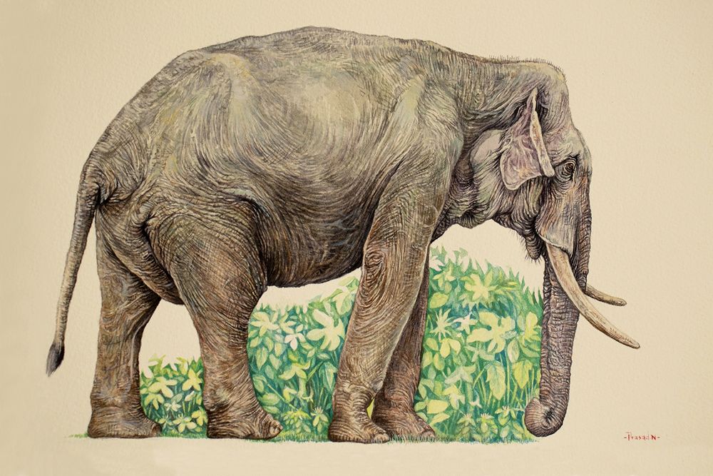 Grey Green male Elephant with a lot of wrinkles a handmade watercolor painting of Asian elephant Male (Elephas maximus), with trunk and tusk, brown eyes, large front folded ears, one foreleg slightly bent forward, right hind leg forward and the other back. Grey, Brown tail with few black hairs. Green foliage of the forest. Beige background of the textured paper and my signature in red.
Another client approved work.

Asian elephant Male (Elephas maximus) Nagarhole National Park, Karnataka, India

One of the paintings from my completed project for HNF(NCF) India.

Asian elephant male (Elephas maximus)
Title: Penance_34!
Watercolor on Fabriano 300 GSM Paper.
15x11 inches
Reference: Own image
Location: Nagarhole National Park, Karnataka, India
Duration: 54 Hours
October 1st, 2024