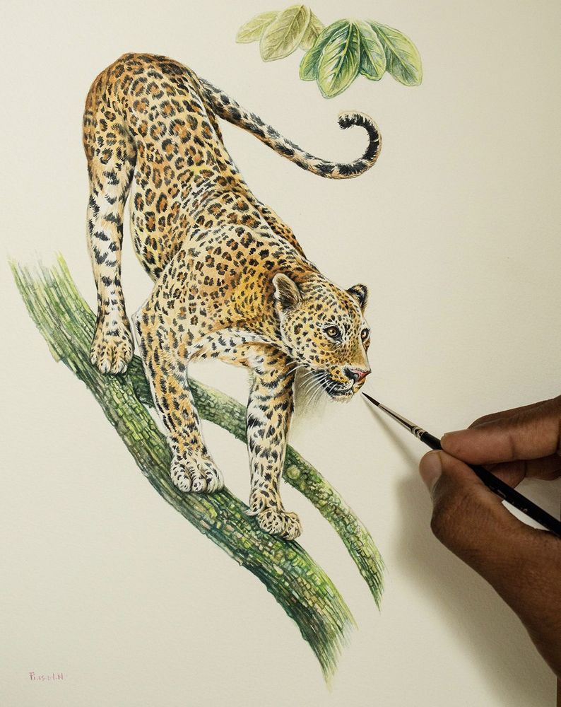 Asian Leopard a medium size adult female cat with black spots on the body. Walking on a green tree log. Tail wounding up for balance, black spots on the tail. Body color is shades of yellow orche and light orange.  Two ears, warm green eyes with black iris, pink nose, white whiskers. My hand holding a black handled watercolor brush with dark brown bristles. Six fig leaves on top right hand corner near the tail. 

One of the paintings from my completed Wildlife Corridor of Karnataka project for HNF(NCF) India.
Indian leopard (Panthera pardus fusca)
Title: Penance_28!
Watercolor 300 GSM Paper
11x15 inches
Reference: Own image, Multiple reference images, copyright free wildlife reference
Location: Nagarhole National Park, Karnataka, India
Duration: 12 Hours
August 14th, 2024
Client approved work!