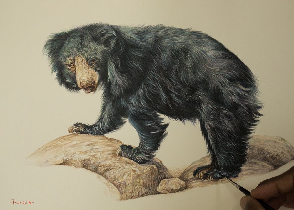 A black colored mammal Sloth bear (Melursus ursinus) handmade watercolor painting, mostly green, purple, blue fur on the head, dark brown eyes, light yellow ochre and brown nose and mouth open, eyes looking straight at the viewer. Right foreleg forward, left foreleg resting on the light brown bolder. Long black fur, hind legs stationary on the bolder. My fingers holding a brush, black bristles, silver holder and black handle. My signature on the left-hand corner. 
Sloth bear (Melursus ursinus) from Nagarhole National Park, Karnataka, India. 
Watercolor and Gouache on Fabriano Watercolor 300 GSM Paper

One of the watercolor paintings from my completed Wildlife Corridor of Karnataka project for HNF(NCF) India.

Sloth bear (Melursus ursinus)
Title: Penance_38!
Watercolor and Gouache on Fabriano Watercolor 300 GSM Paper
15x11 inches
Reference: Own image
Location: Nagarhole National Park, Karnataka, India
Duration: 60 Hours
November 05th, 2024
Another client approved work.