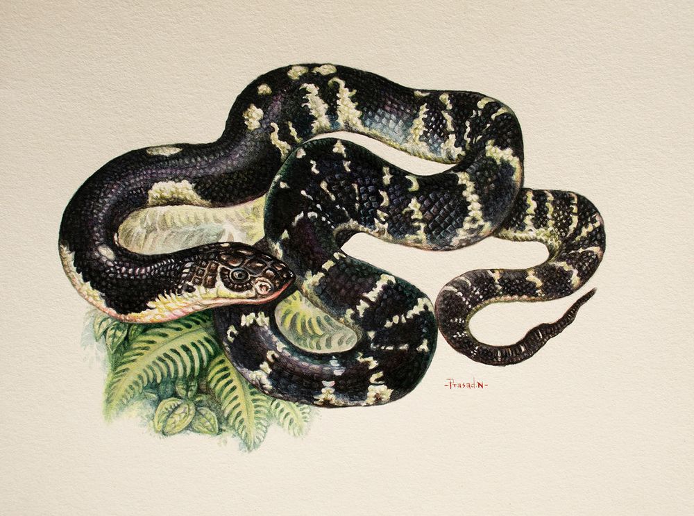 Black color snake with white lined patches handmade watercolor painting of Common krait (Bungarus caeruleus), black iris, white eye sitting on green ferns, my signature in red. 

One of the watercolor paintings commissioned by Bannerghatta National Park and Indian Post.

Common krait (Bungarus caeruleus)
Title: Penance_58!
Watercolor on Scholar 100% Cotton Watercolor Hot Pressed Paper 300 GSM Paper
7.5 x 5.5 inches (19.05 x 13.97 cms)
Reference: Hemant Ogale and Habitat own reference
Location: Agumbe, Karnataka, India
Duration: 32 Hours
July 19th, 2025
