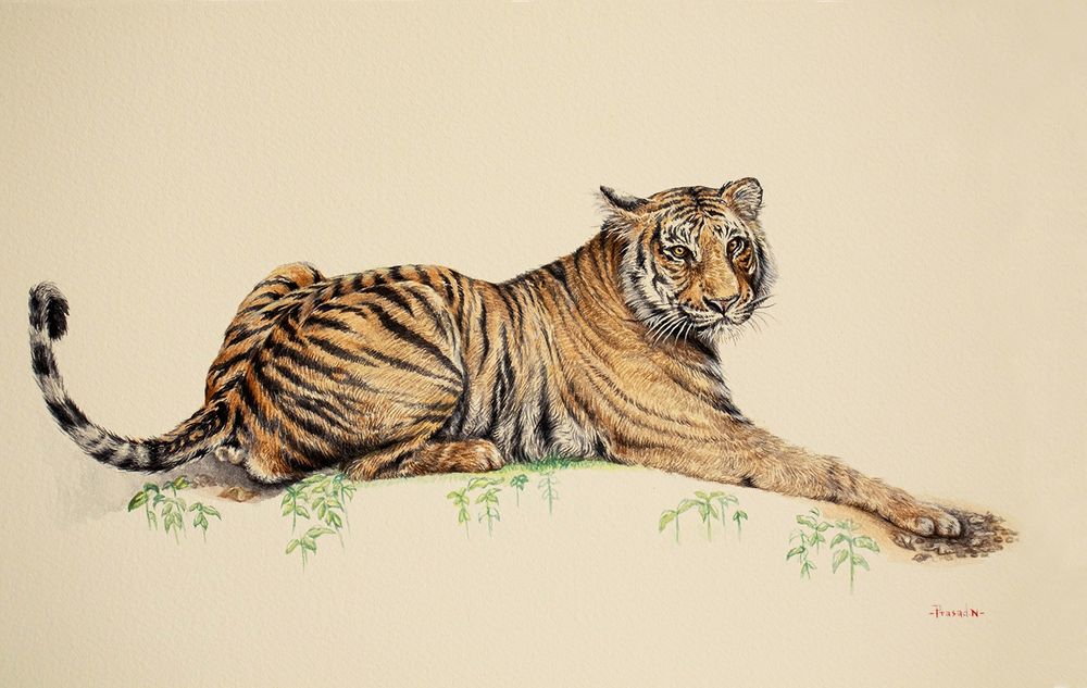 Bengal Tiger Adult Male watercolor handmade painting on paper. A big cat sitting,looking straight at the veiwer, two ears, stripes on the forehead, two yellow eyes with black iris. pink nose, mouth closed, white whiskers, one foreleg is streched forward, right hind leg folded, some part of the left hind leg is seen, tail-up U shaped tailed with black stripes. A sign of alertness. Body is full of stripes and colored in shades of yellow, brown, orange and stripes are colored black. Few dark brown colored stones on the right-hand corner, shape of muffins. Beige watercolor paper background. Green plants growth around the cat. My signature on the right corner.
Here is another artwork of Bengal Tiger Adult Male for #InternationalTigerDay

One of the watercolor paintings from my completed Wildlife Corridor of Karnataka project for HNF(NCF) India.

Bengal Tiger Adult Male (Panthera tigris)
Title: Penance_31!
Watercolor and Gouache on Fabriano Watercolor 300 GSM Paper
15x11 inches
Reference: Own image
Location: Nagarhole National Park, Karnataka, India
Duration: 17.5 Hours
August 29th, 2024