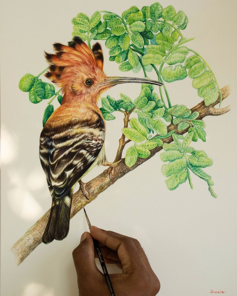 Orange colored bird with burnt umber spots on the edges of the crown, hood up, dark brown eyes, long pointed bill open slightly. Burnt umber spots on the body, dark tail. Bird perched on a tree stump with green leaves. My fingers holding a black brush, signature in red on right hand corner. Eurasian hoopoe (Upupa epops) from Chamarajanagar, Karnataka, India, from my online watercolor session. Eurasian hoopoe (Upupa epops) Title: Flame of the Forest_2! Medium: Watercolor on paper Size: 12×15 3/4 inches,300GSM Paper Duration: 16 Hour 55 minutes Location: Bandipur national park, Gundulpet taluk, Chamarajanagar district, Karnataka, India January 23rd, 2025 Reference image: Own Reference image I have achalasia cardia, which hinders food movement to my stomach. A rare nerve condition affects one in a lakh. Making art is soothing to my soul. I expressed gratitude to loved ones for our shared memories. Trying to keep calm and strong during my preparation for surgery. My surgery is schedule on 3rd September 2025, at Sakra World Hospital, Marathahalli, Bangalore. Keep me in your prayers!