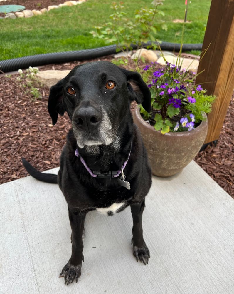 My Vizladore. Mia was the very bestest good girl. 🥹