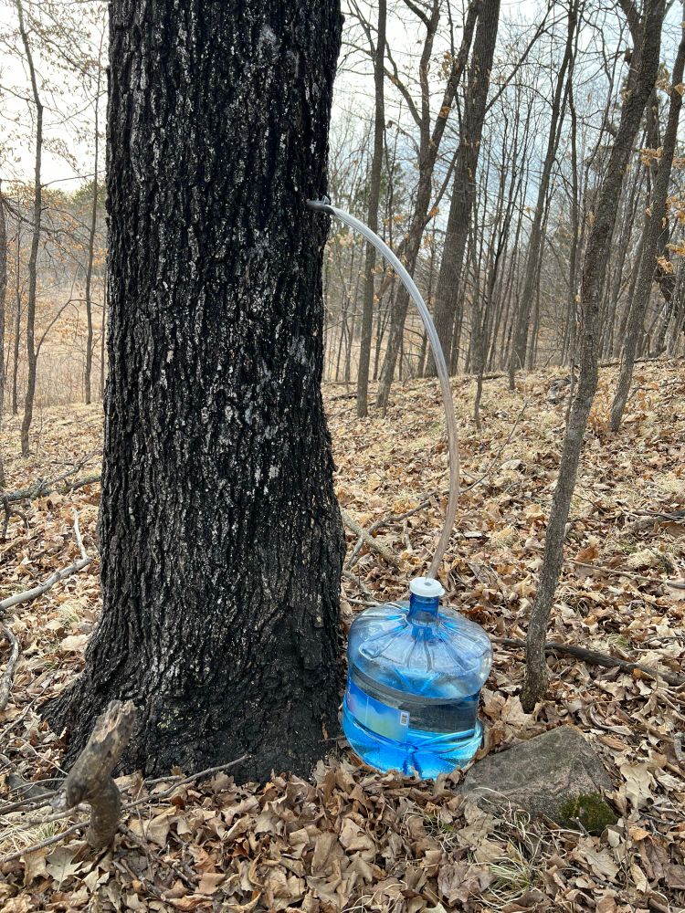 Bottle with maple sap for boiling into maple syrup.