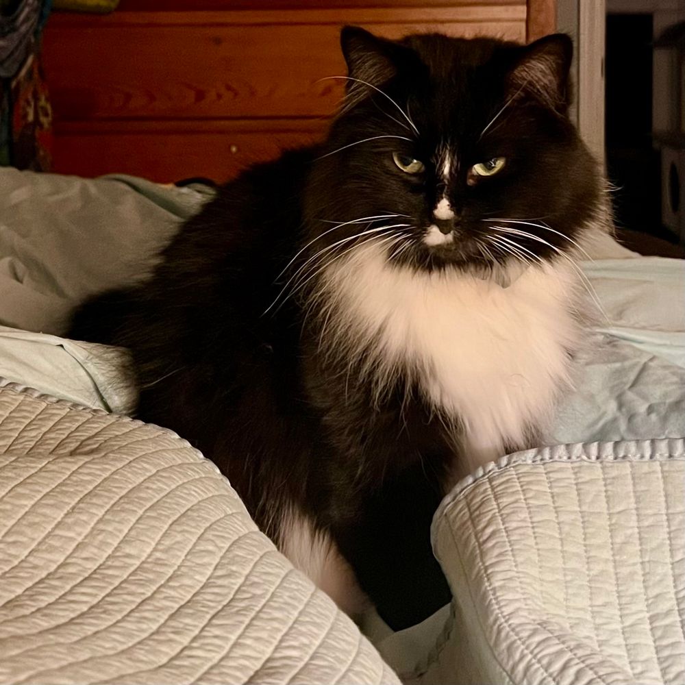 Black and white Tuxedo Cat sitting on bed covers, getting ready to dive under them. 