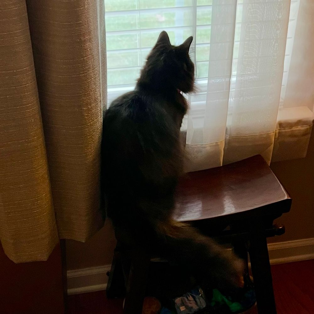 Black cat sitting on a bench in front of a window and looking out between the open blinds. 
