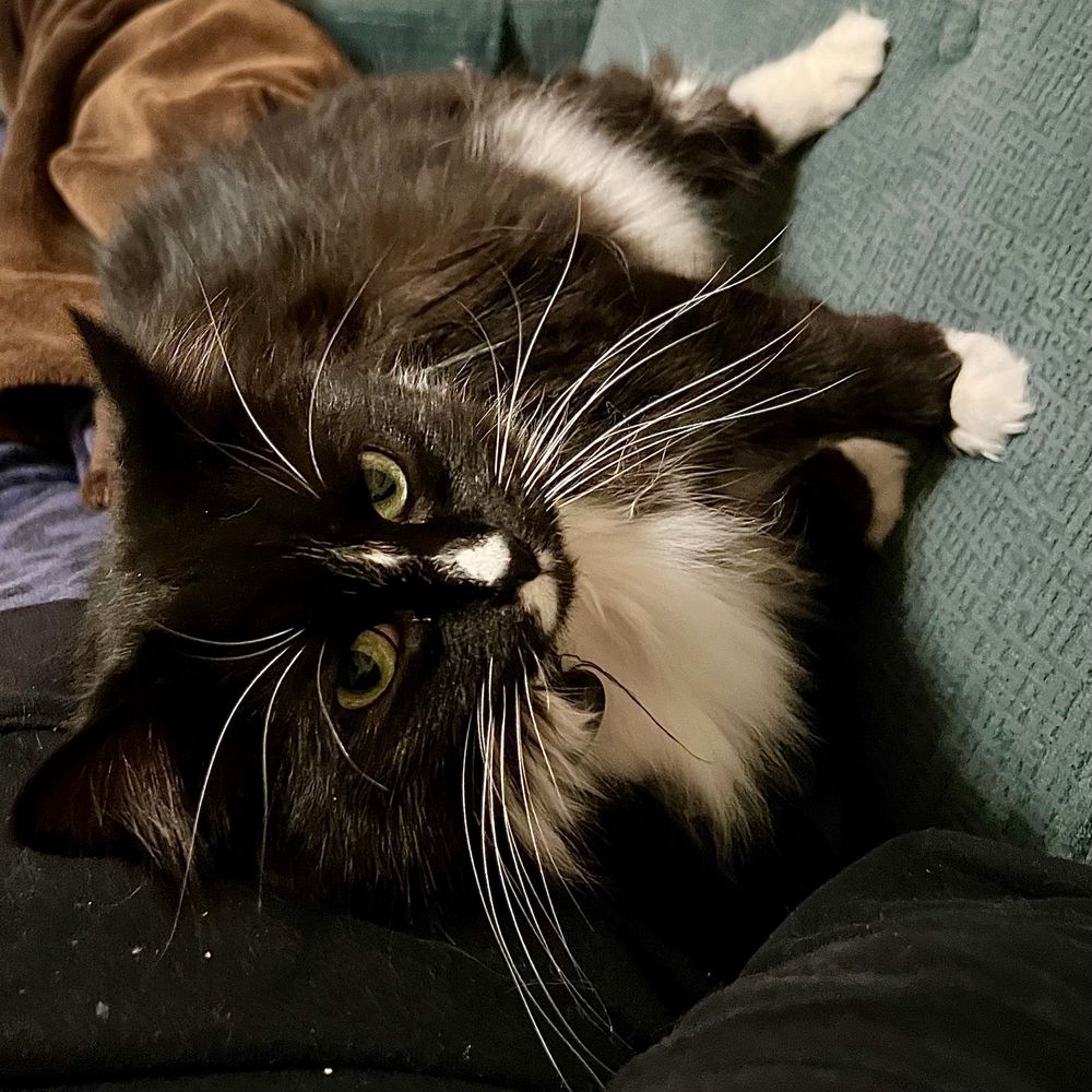 Black and white tuxedo cat with luxuriously long white whiskers lying sideways with paws propped up on the back of a teal sofa. 