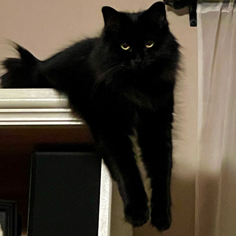 Just hanging out on a Caturday night.

#cats #Caturday