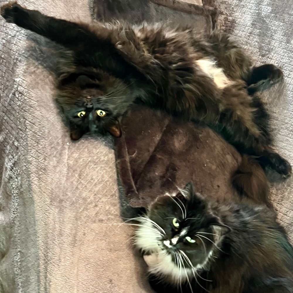 Tuxedo cat Mama at bottom of picture looking up next to her black cat daughter stretched out on her back looking upside down. 