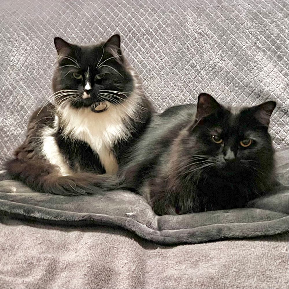 Black and white cat, Mama Lily with black cat, Daughter Bella sitting on a sofa side by side staring intently at the camera telegraphing it’s time for dinner! 
