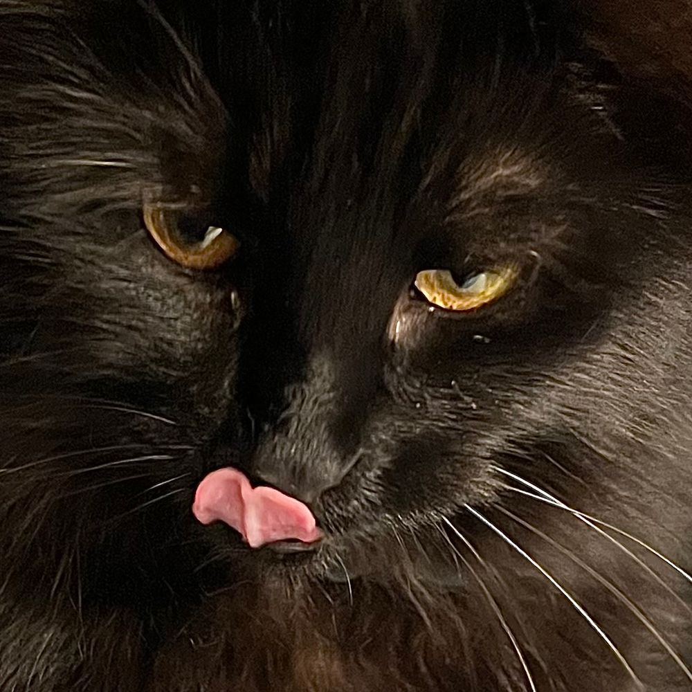 Face of black cat licking her lips after Super Bowl Sunday supper.