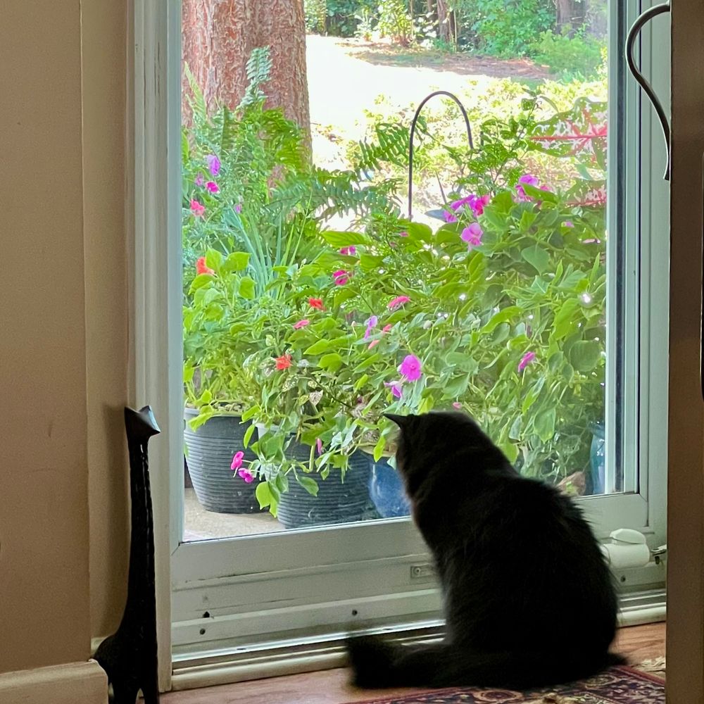 Black cat sitting and gazing through the storm door at colorful potted summer flowers in bloom on the front porch. 