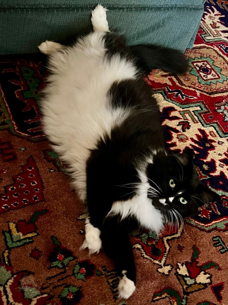 Black and white tuxedo Mama Cat Lily chillin’ on her side on carpet with feet propped up on sofa successfully escaping the 95 degrees excessive heat this afternoon! 