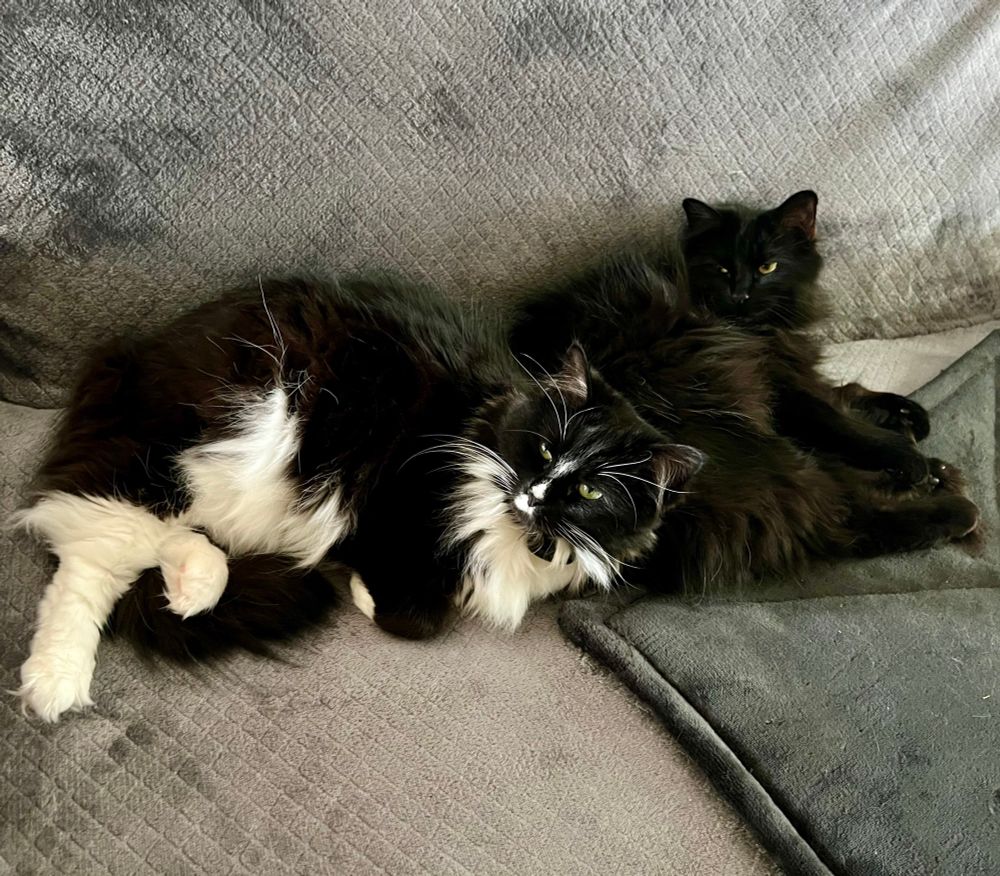 Black and white tuxedo mama cat and black cat daughter conked out side by side on a gray sofa. 