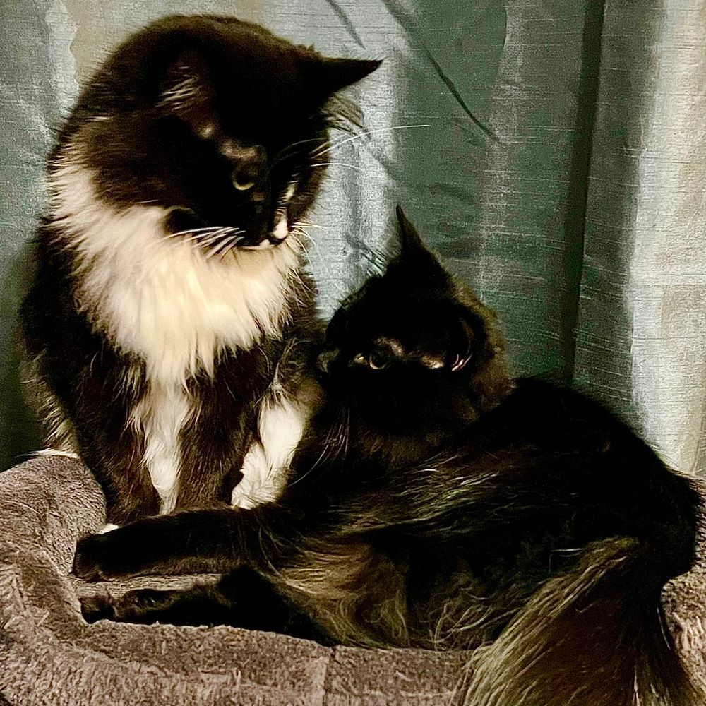 Picture of black and white tuxedo Mama cat Lily looking sweetly down on her black Daughter cat Bella sitting together on their first cat tree after being rescued together in the summer of 2023. 