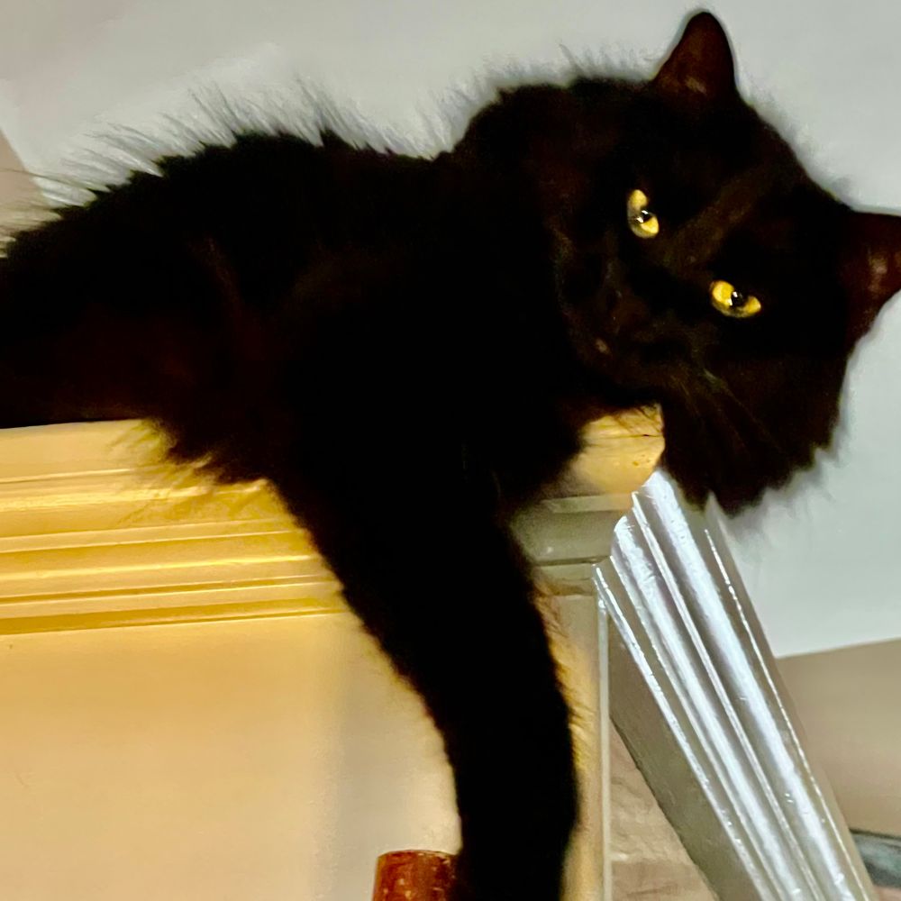 Black cat Bella with amber eyes hanging off the top corner of a white entertainment center. 