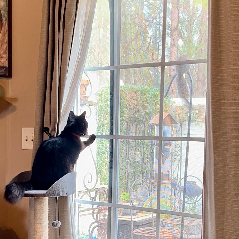 Black cat sitting on a cat perch pawing on a window watching a squirrel on the other side of the window raid a bird feeder.