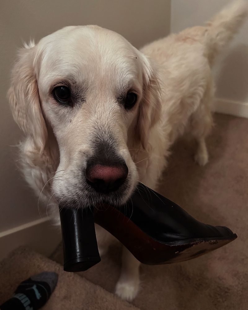 Dog with black high heel shoe in his mouth. 