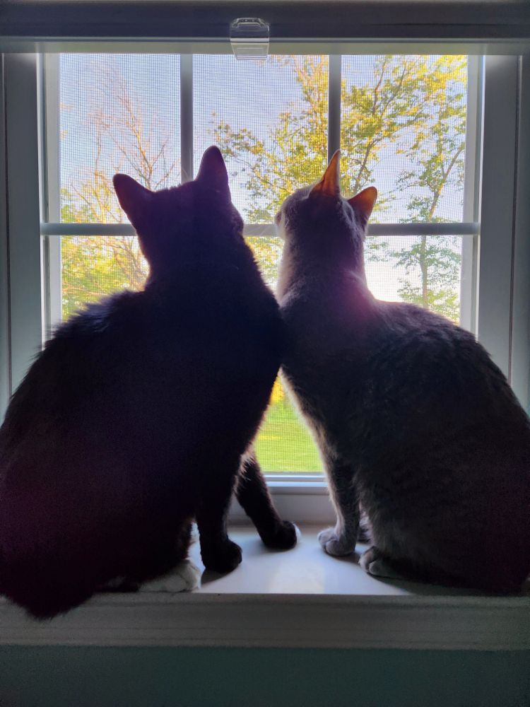 Two cats sitting at a window. They are looking out into a sunny day.