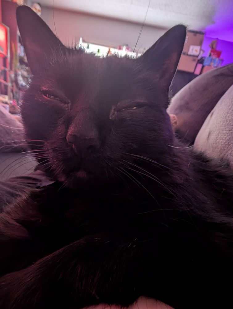 Squinty black cat with eye crusts. He looks high.