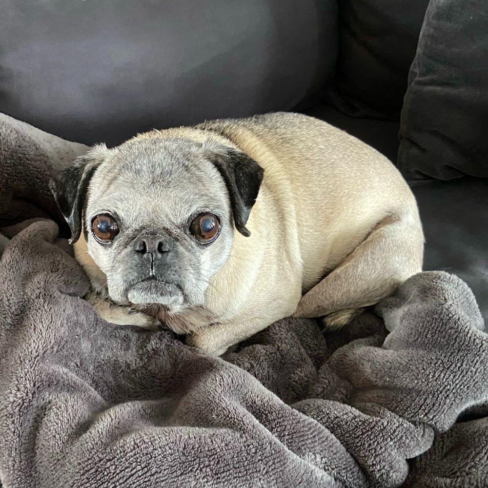 photo of my late pug Clementine. In the photo she is on a gray blanket that's on a gray sofa with her feet tucked under her. she is a tawny pug with a white face showing her age.