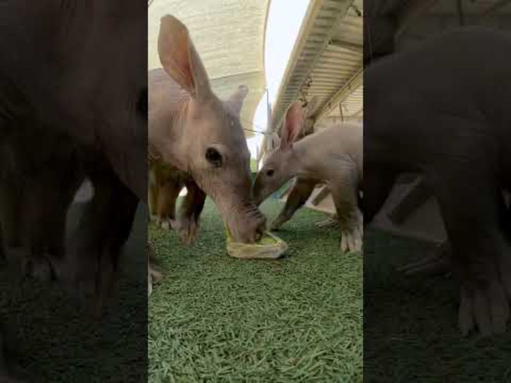 New Baby Aardvark at the San Diego Zoo Safari Park 🎉