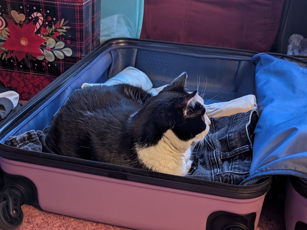 Patches, a black and white cat, sits in a purple suitcase on top of some clothes, purposely ignoring her mother trying to take cute pictures. 