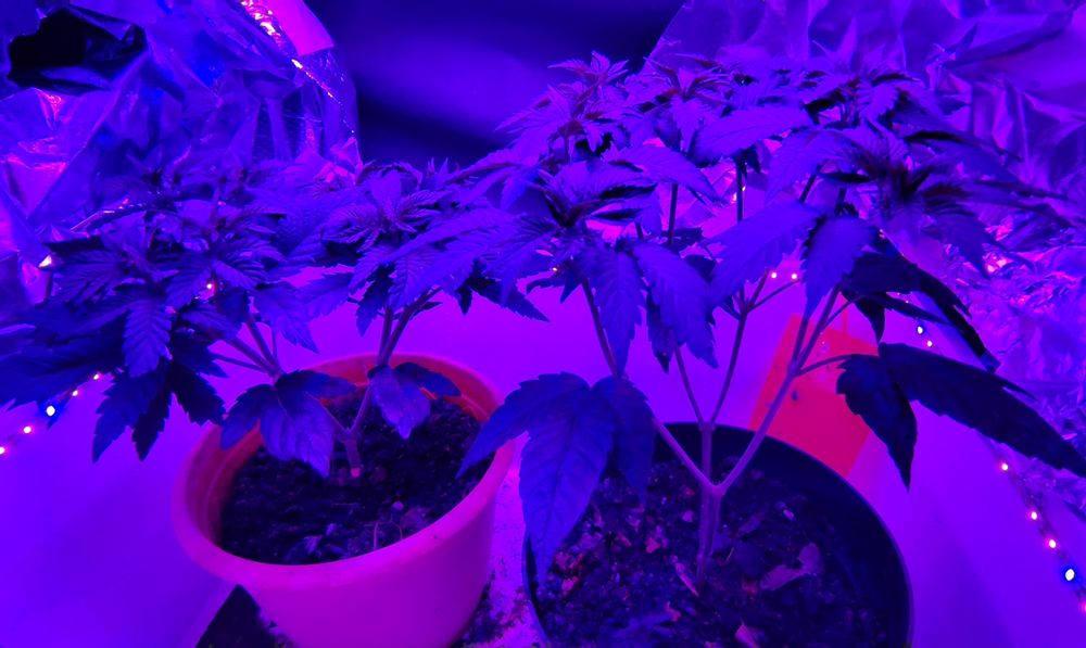 2 halbstarke Hanfpflanzen im blauen Licht der Pflanzlampe.