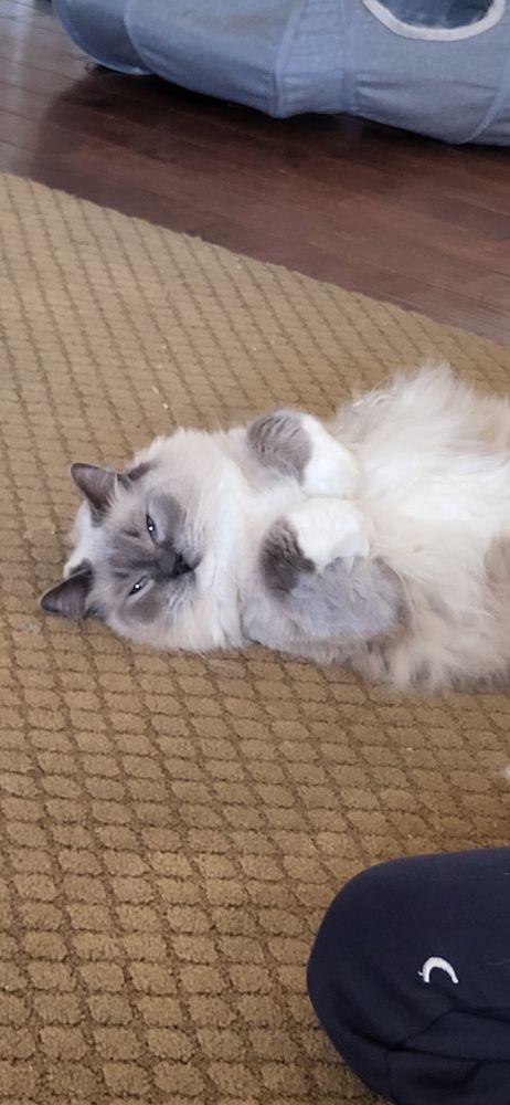Gray and white ragdoll cat laying belly up on brown textured carpet, paws curled.
