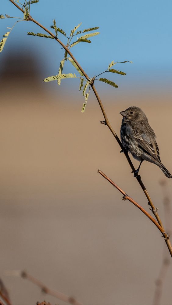 A small brown-streaked bird, likely a female House Finch, perches on a thin branch with sparse green leaves. The background is softly blurred, showing a blue sky and a beige structure, emphasizing the bird as the focal point.