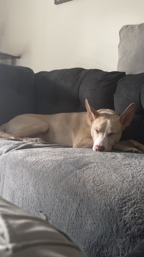 a medium-sized blonde dog sleeping on a grey blanket on a dark-colored couch