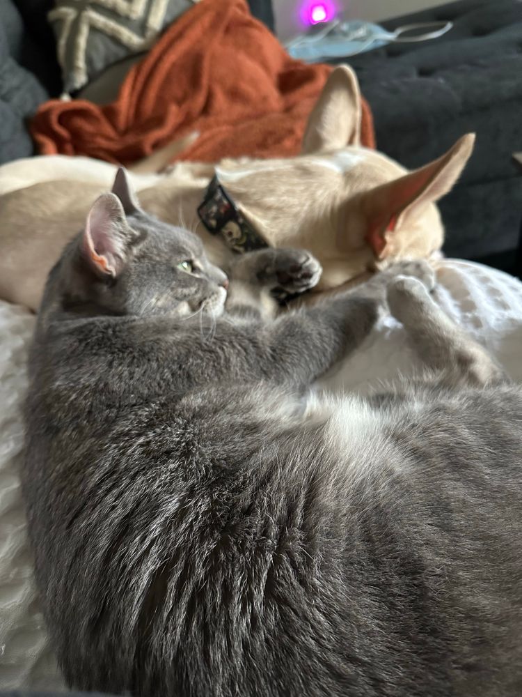 a marble grey cat laying on a white pillow while a blonde dog sleeps on an orange blanket behind them 