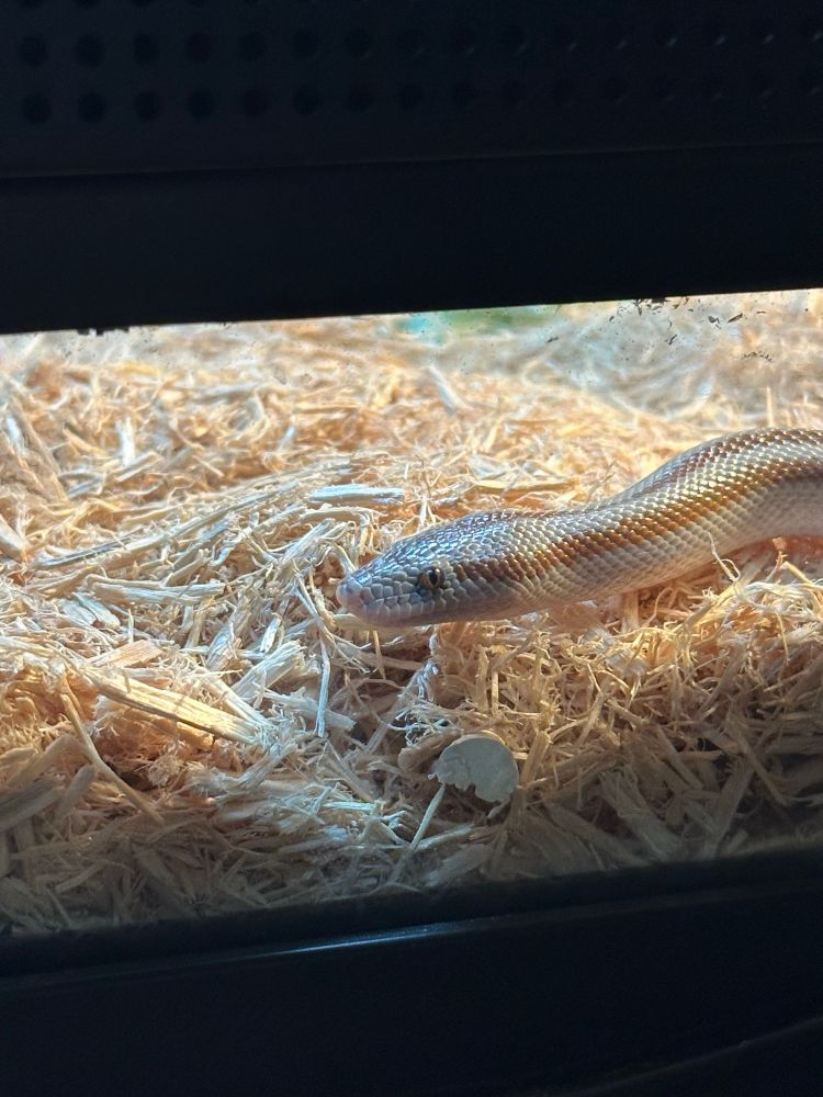 a desert rosy boa looking at the camera from behind a glass wall enclosure