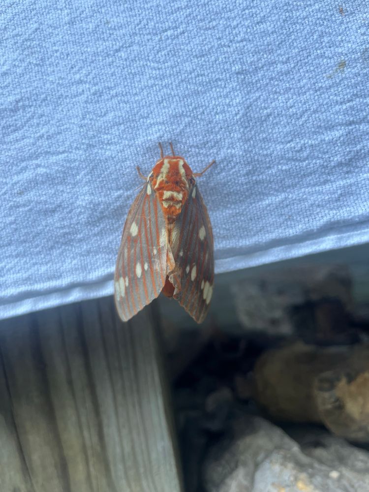 Regal Moth (Citheronia regalis)