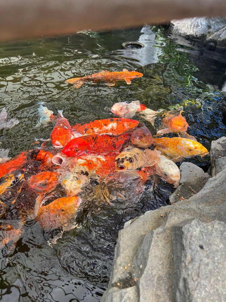 Koi fish all gathering for food, some with open mouths sticking out of the water