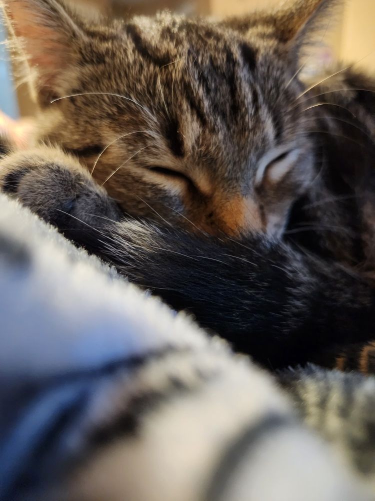 Close up of Sleeping tabby cat's face
