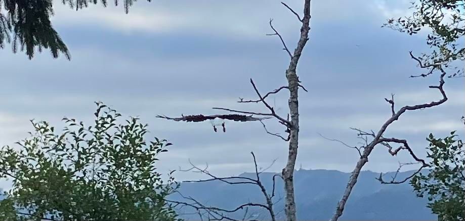 A bald eagle flying away from the camera, wings outstretched, its legs dangling below it, over some trees. Low mountain and gray skies in the background 