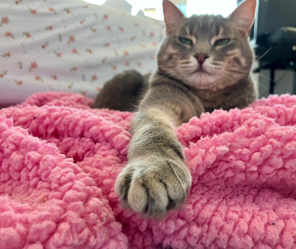 A gray tabby cat lying on a pink blanket with one front paw outstretched. The photo is taken from a low angle in front of the paw 