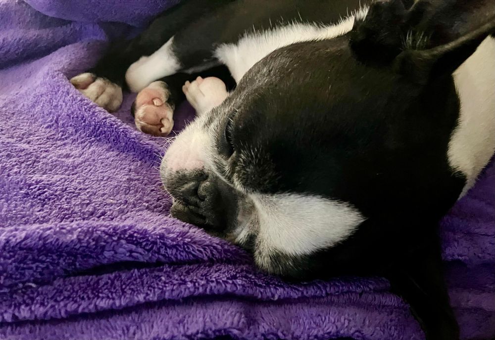 A Boston terrier asleep curled on his side on a purple blanket. His cute smushed-nose face is closest to the camera and the angle of the camera also lets us see his cute paws and some pink toebeans 