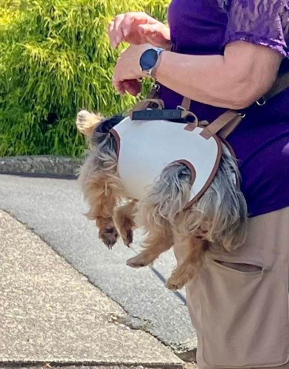A small dog, maybe a yorkie, in a contraption supporting its body, with four leg holes, being worn on a strap by its person, like a purse 