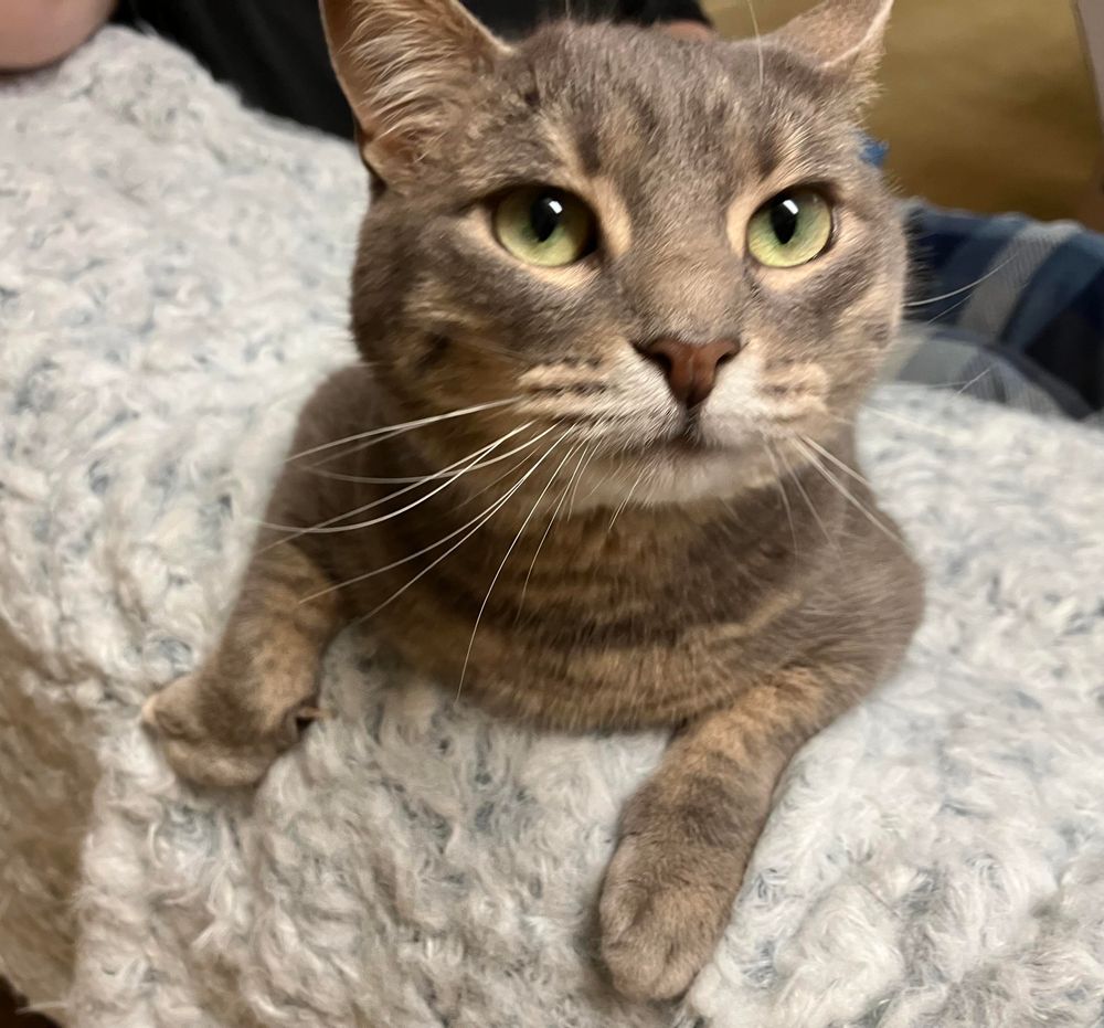A gray tabby cat perched on a fluffy blanket on the back of a couch, with her front legs draped over it, peering up at the camera in an almost-cartoonish expression