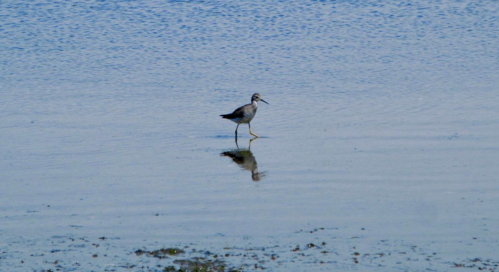 A long-billed bird walking at the edge of the tide. It’s reflection is visible in the shallow water 