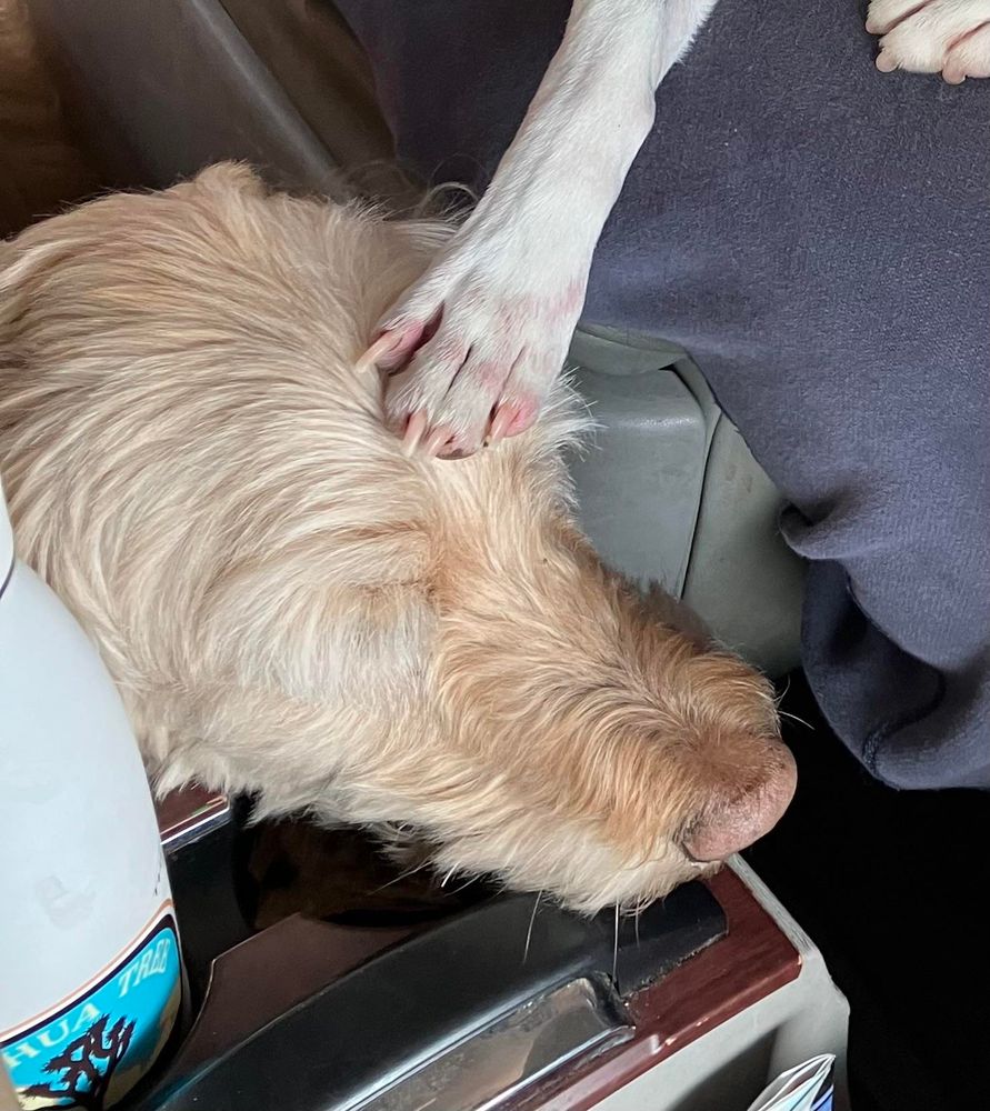 A closeup view of the Boston terrier’s paw on the golden doodle’s head. The golden doodle’s eyes are closed 