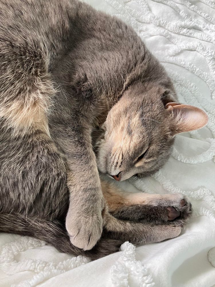 A gray tabby cat sleeping curled up in a curlycue position 