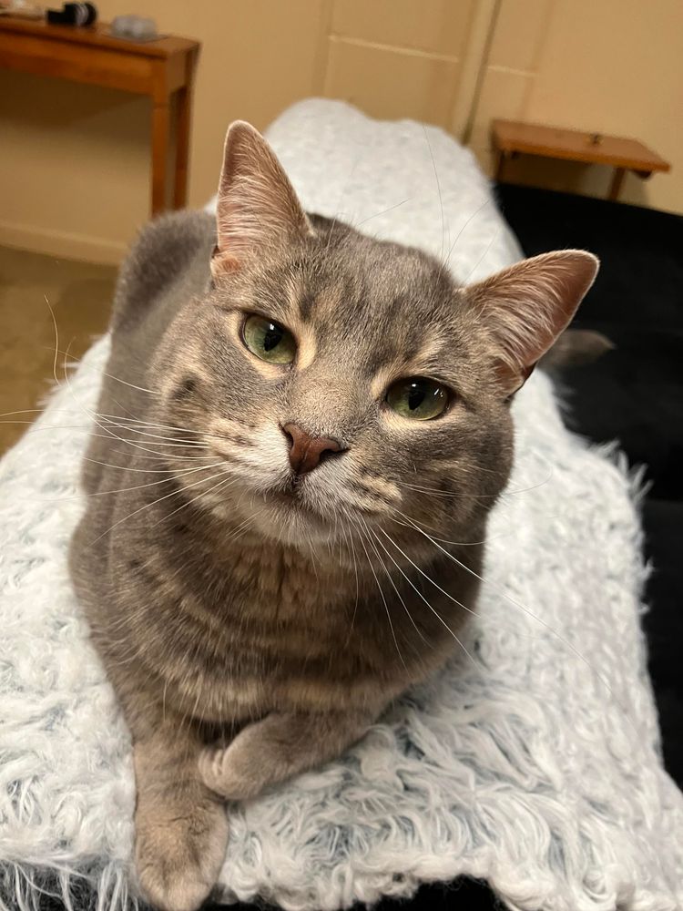 A gray tabby cat lying on the back of a couch, with her head cocked slightly, giving her a wise air as she looks at the camera 