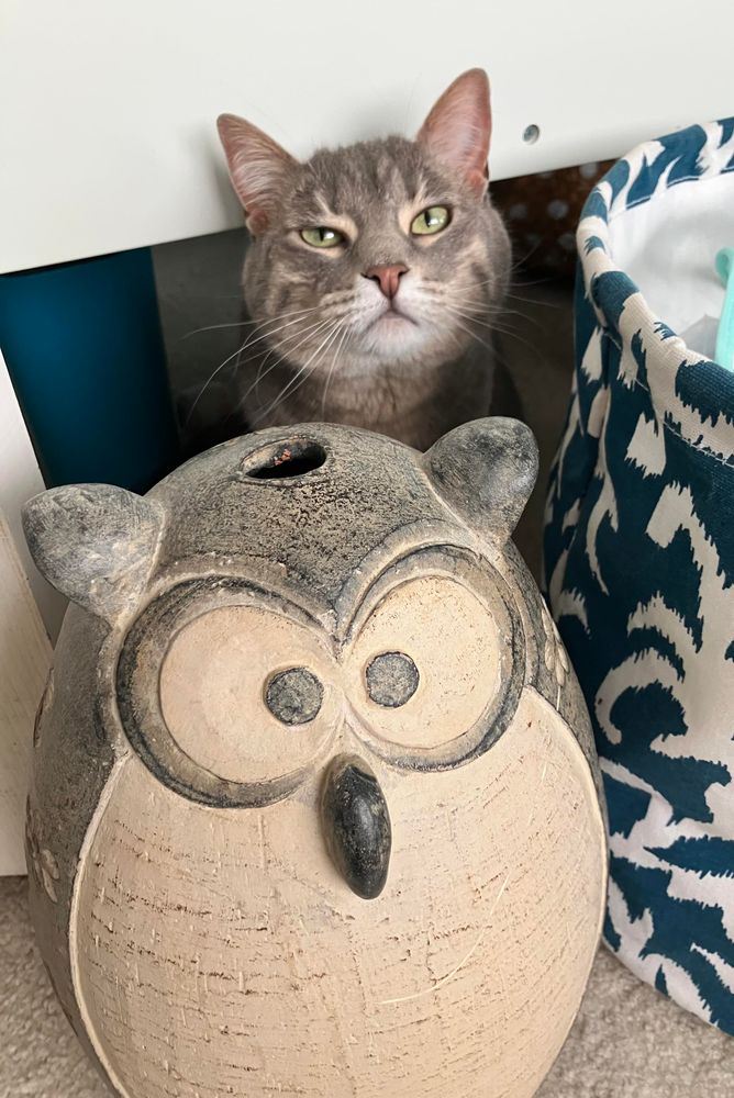 A gray tabby cat sitting under a white desk, behind a large owl statue, with an intensely grumpy expression 