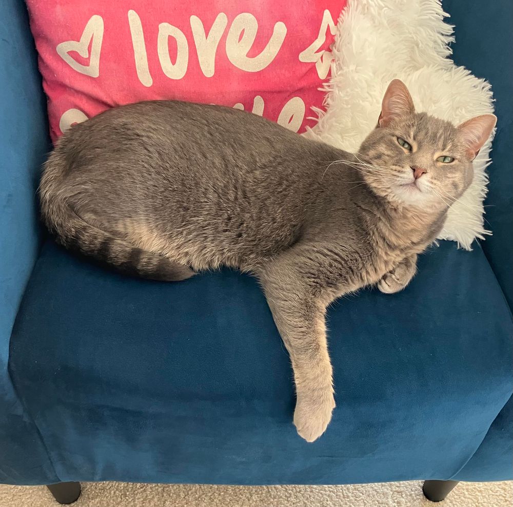 A gray tabby cat lying on a blue chair looking at the camera with a wise expression and one front leg dangling down gracefully.Behind her is a red pillow with the word “love” and a white fluffy blanket 